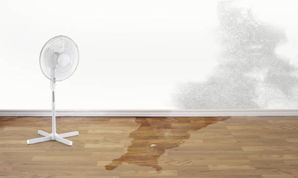 Best Water damage restoration near me  in Thonotosassa, FL