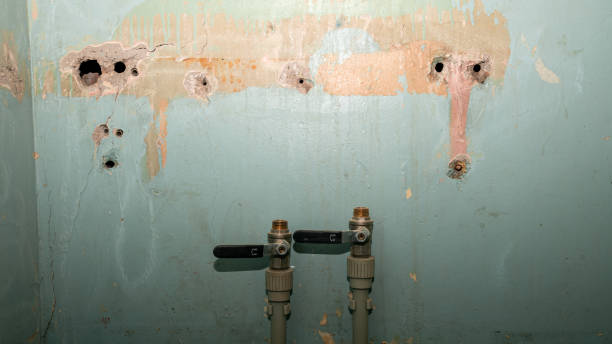 Best Mold removal after water damage  in Thonotosassa, FL
